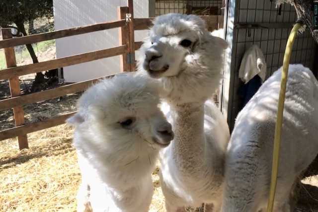 Docili, "soffici", dalla lana pregiata: sono gli alpaca. E in Basilicata c'� chi li alleva